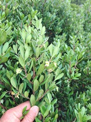 Diospyros dichrophylla
