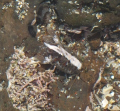 Isocladus armatus