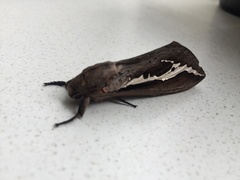 Abantiades labyrinthicus