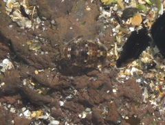 Isocladus armatus