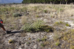 Asparagus rubicundus