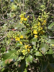 Berberis dictyota
