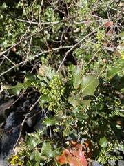 Berberis dictyota