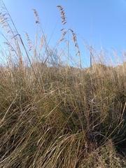 Ampelodesmos mauritanicus