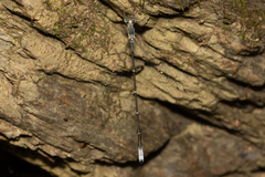 Labidiosticta vallisi