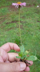Erigeron longipes