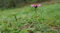 Erigeron longipes