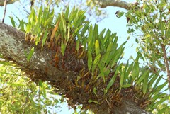 Dendrobium monophyllum