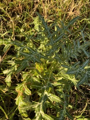 Galactites tomentosus