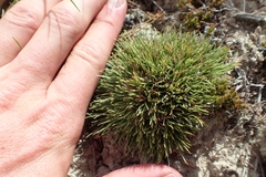 Oreobolus pectinatus