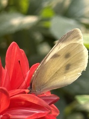 Pieris