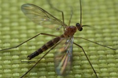 Keroplatidae