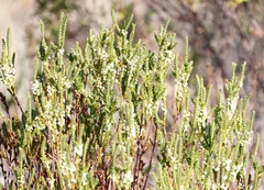 Struthiola striata