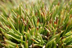 Oreobolus pectinatus