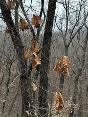 Quercus dentata