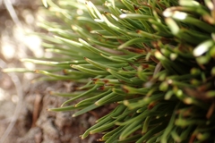 Oreobolus pectinatus