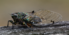 Amphipsalta