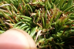 Oreobolus pectinatus