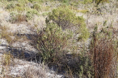 Struthiola striata