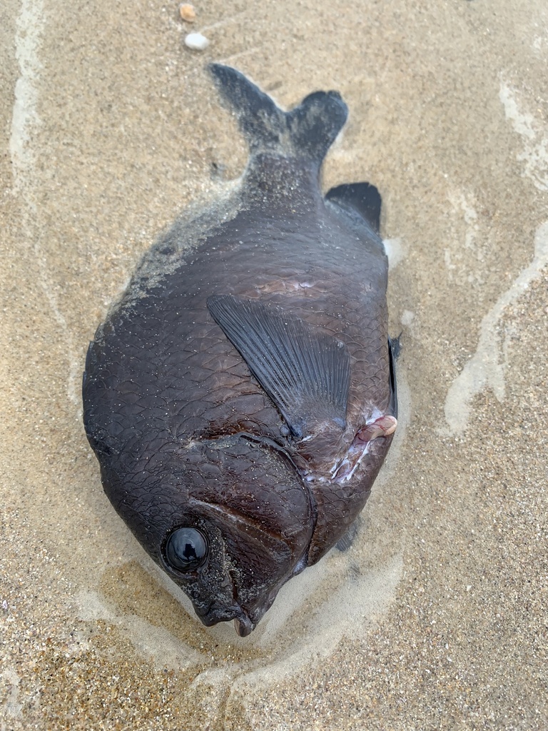 Bigscale Scalyfin from Urunga, NSW, AU on August 29, 2022 at 03:31 PM ...