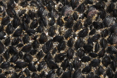Xenostrobus neozelanicus