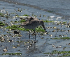 Limosa lapponica baueri