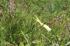 Lilium formosanum