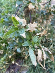 Chenopodiastrum murale