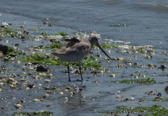 Limosa lapponica baueri
