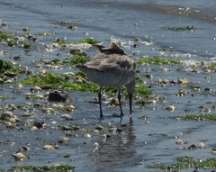 Limosa lapponica baueri
