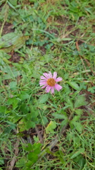 Erigeron longipes