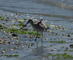 Limosa lapponica baueri