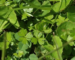 Hydrocotyle tripartita