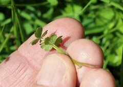 Hydrocotyle tripartita