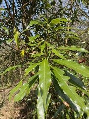 Litsea acuminata