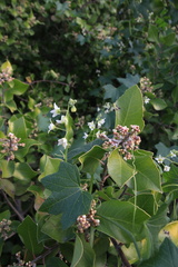 Rhus integrifolia × ovata