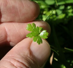 Hydrocotyle tripartita