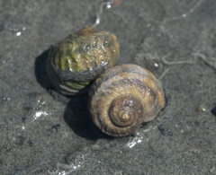 Amphibola crenata