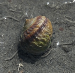 Amphibola crenata