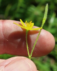 Hypoxis pratensis