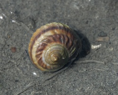 Amphibola crenata