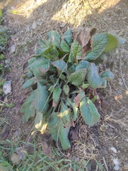 Borago officinalis