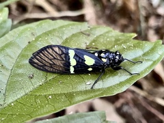 Gaeana maculata