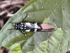 Gaeana maculata