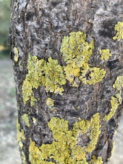 Xanthoria parietina