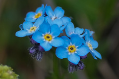 Myosotis alpestris