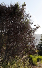 Stegodyphus dumicola