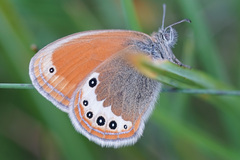 Coenonympha gardetta