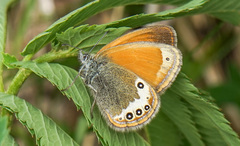 Coenonympha gardetta