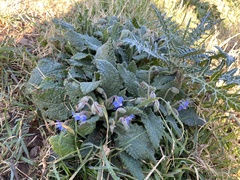 Borago officinalis